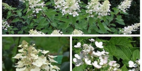 Hydrangea paniculata unic: opis, sadnja i njega